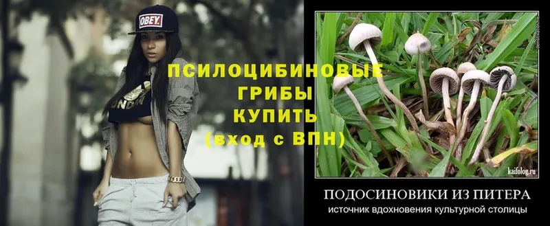 omg как войти  Белебей  Галлюциногенные грибы Psilocybe 